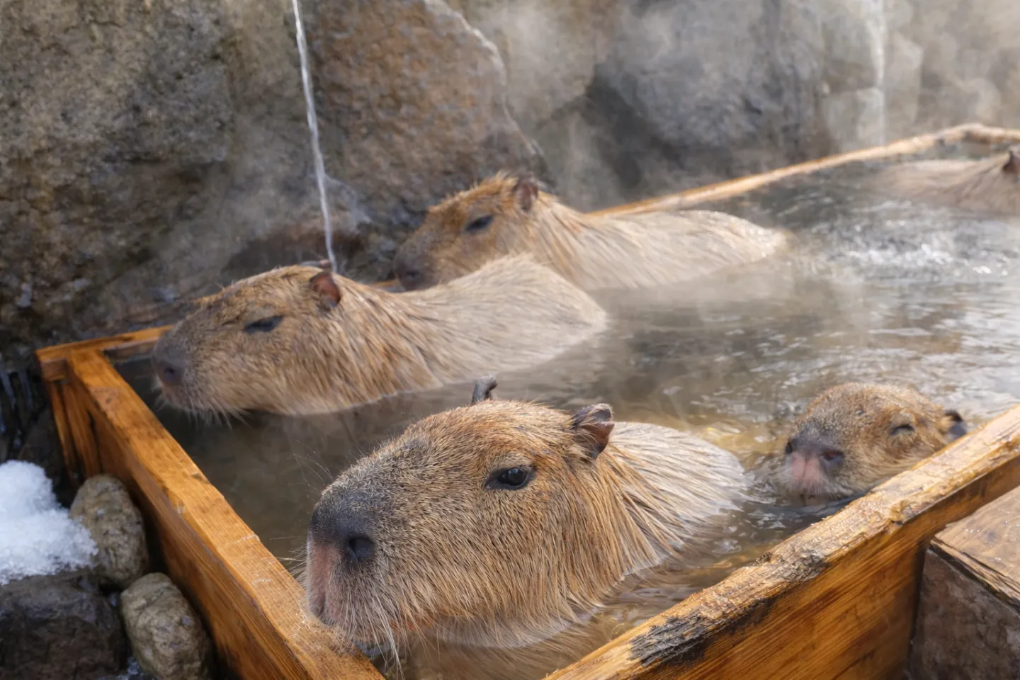 那須どうぶつ王国