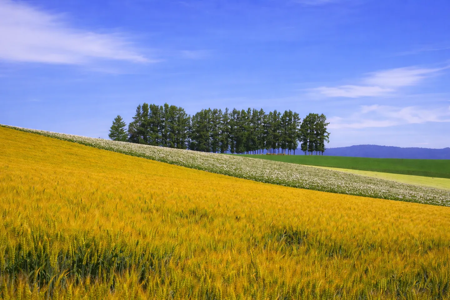 パッチワークの路