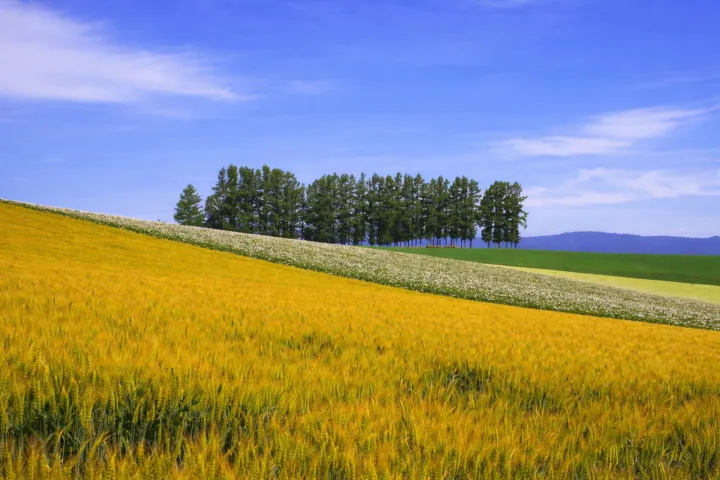 パッチワークの路