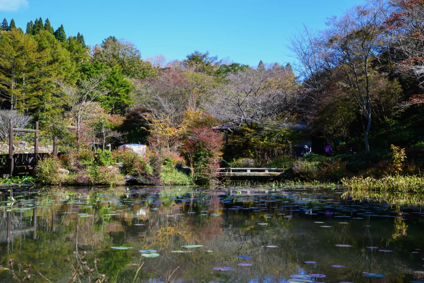 六甲高山植物園