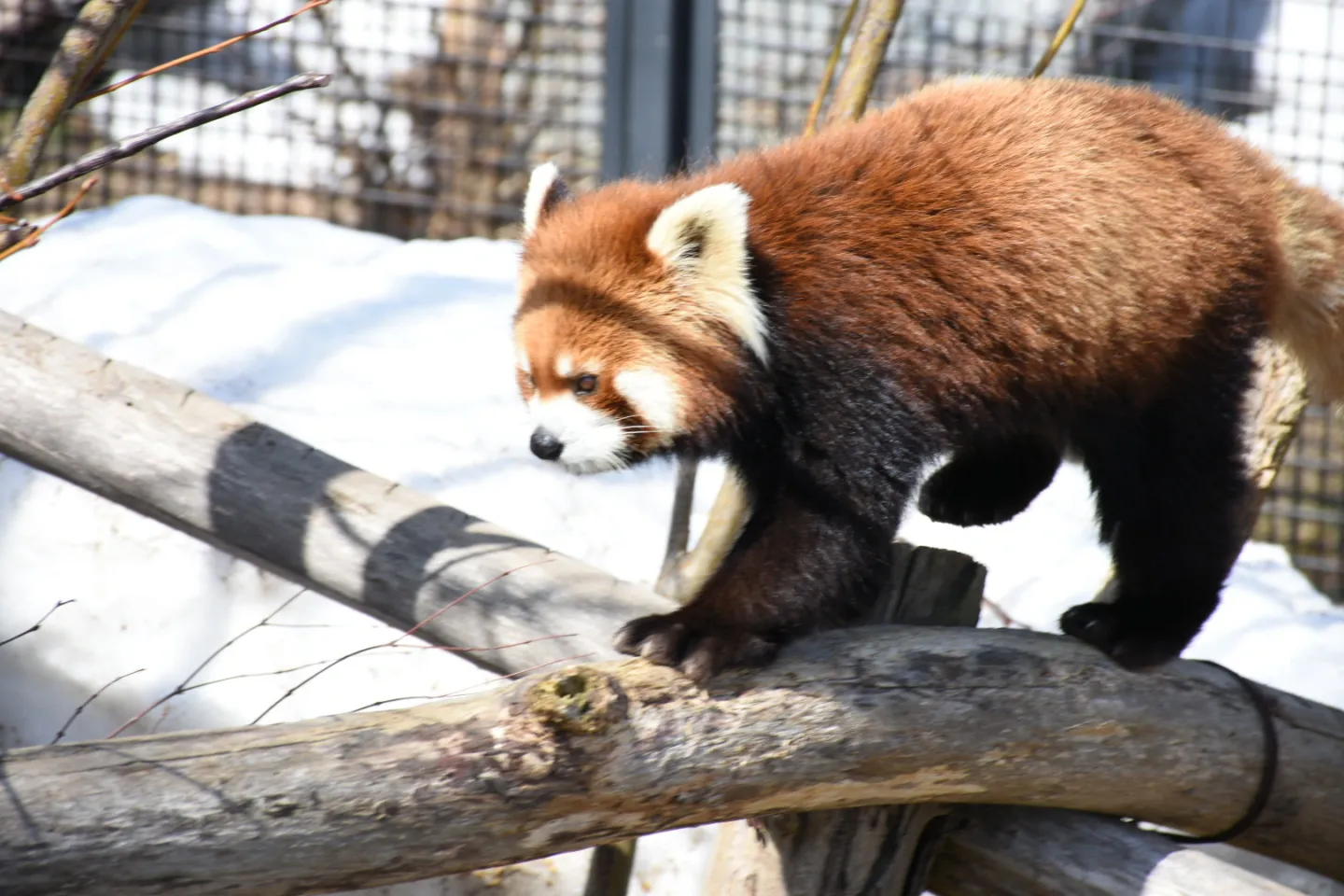札幌市円山動物園