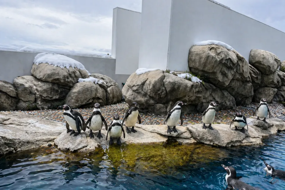 仙台うみの杜水族館