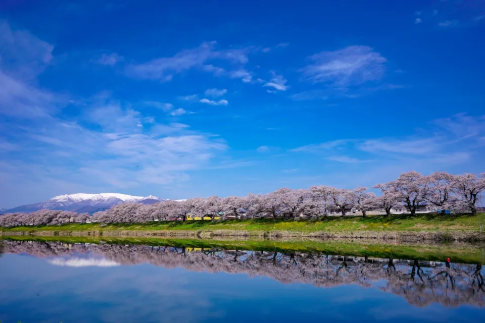白石川堤一目千本桜