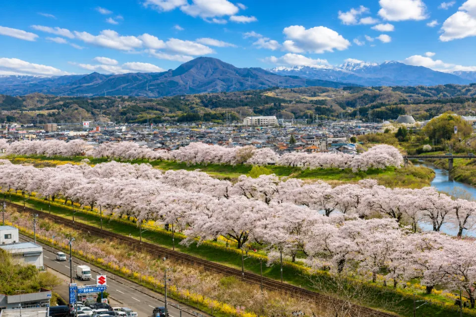 白石川堤一目千本桜