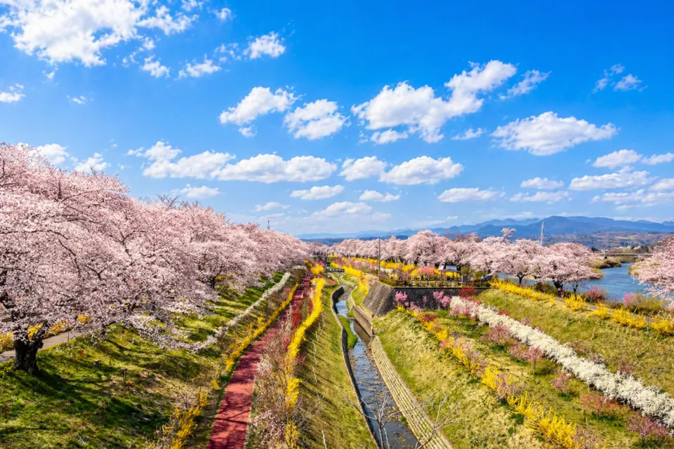 白石川堤一目千本桜