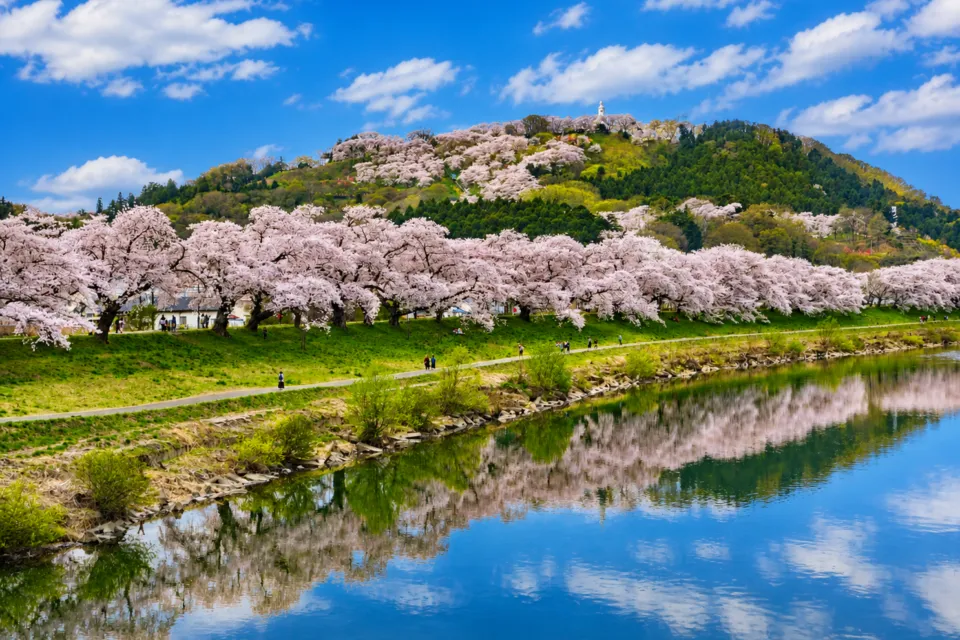 白石川堤一目千本桜