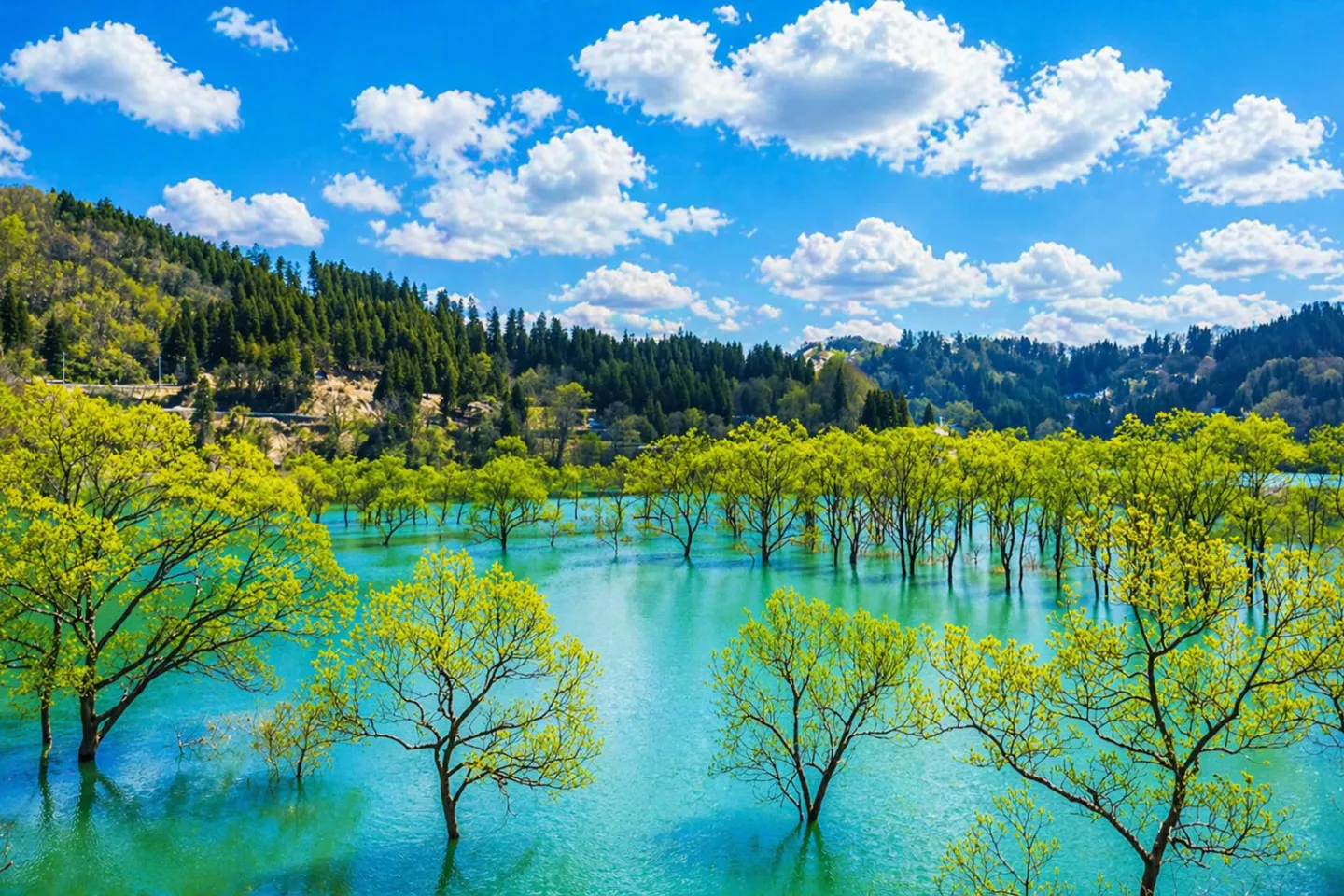 白川湖の水没林