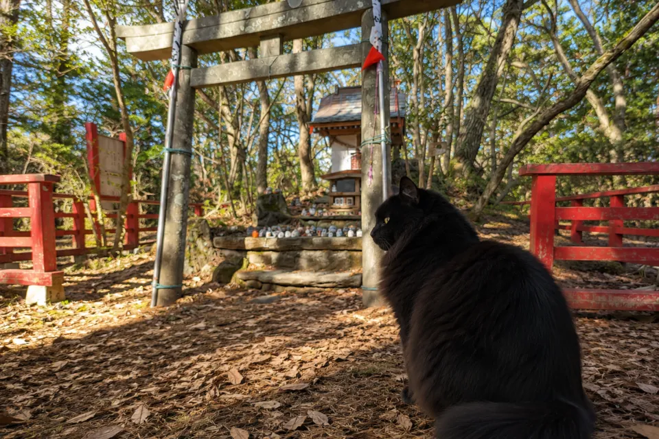 猫神社(美與利大明神)