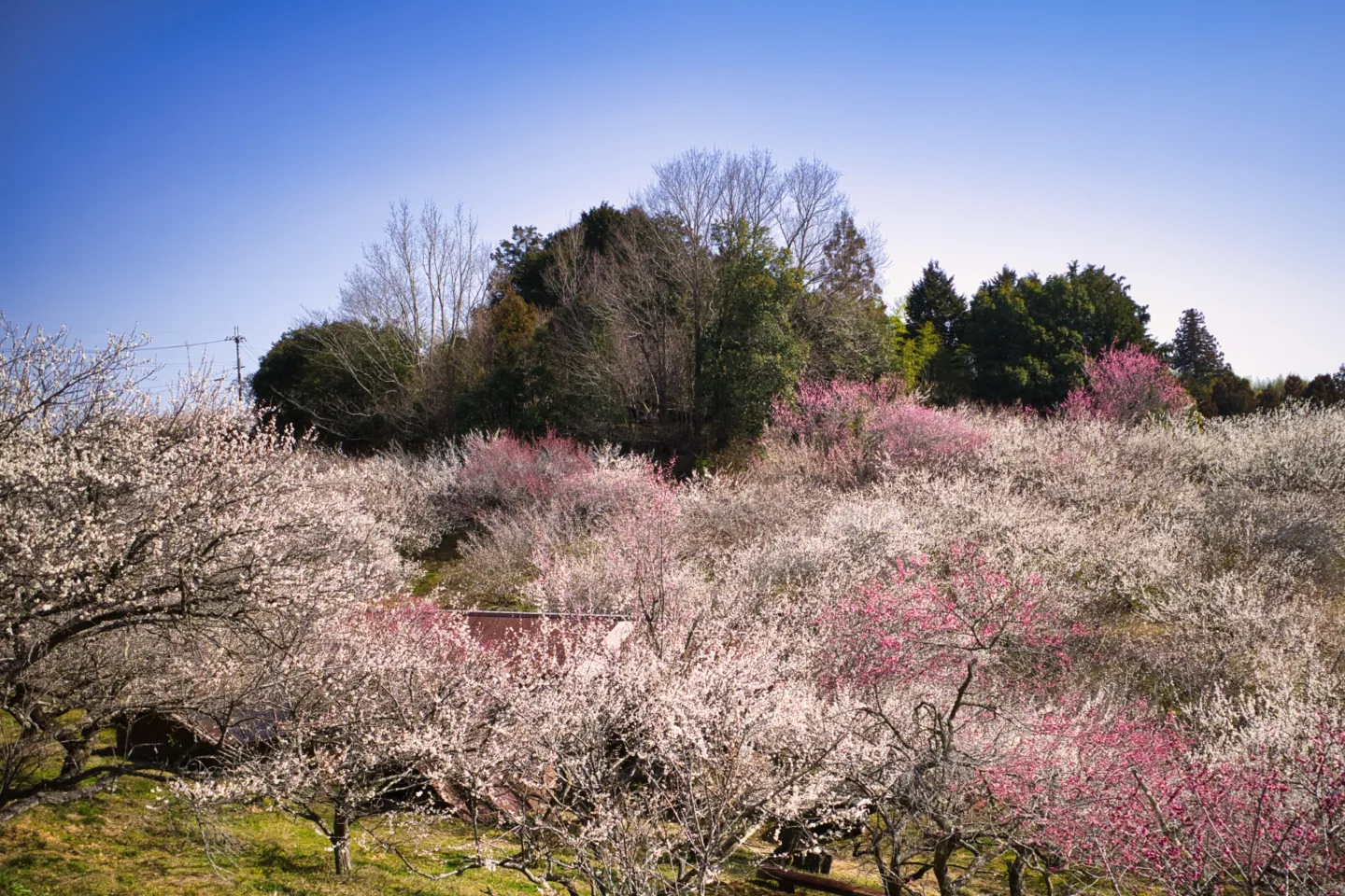 月ヶ瀬梅林