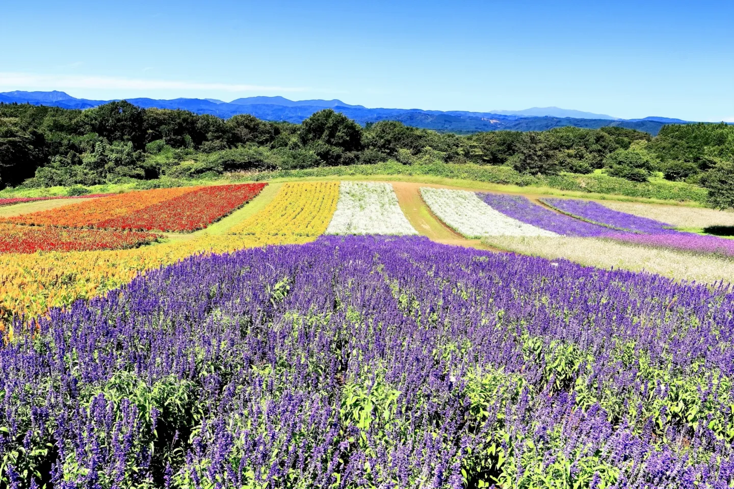 やくらいガーデン