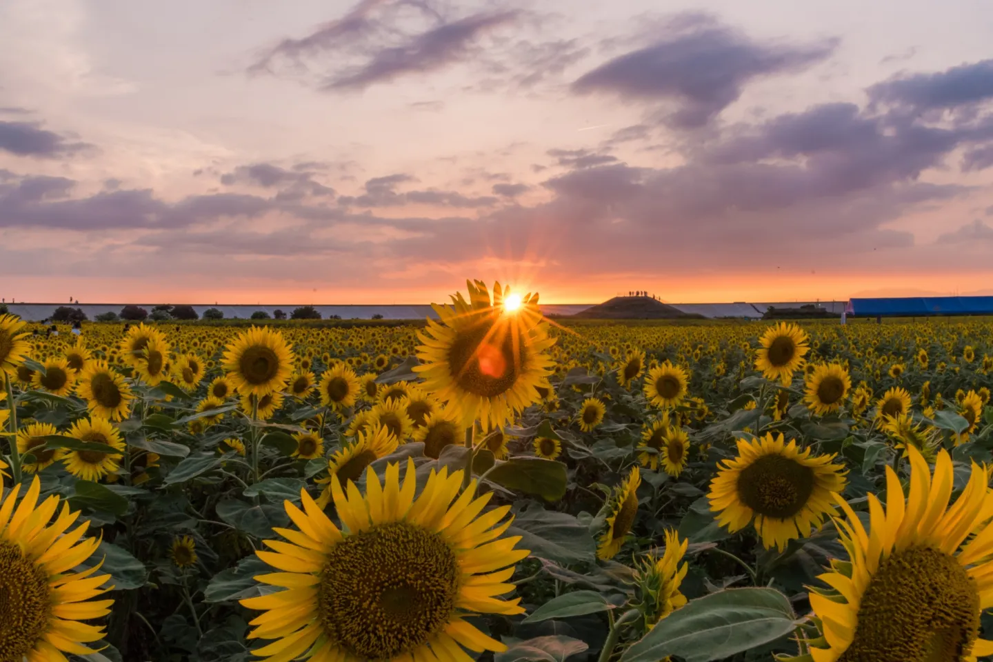 柳川ひまわり園