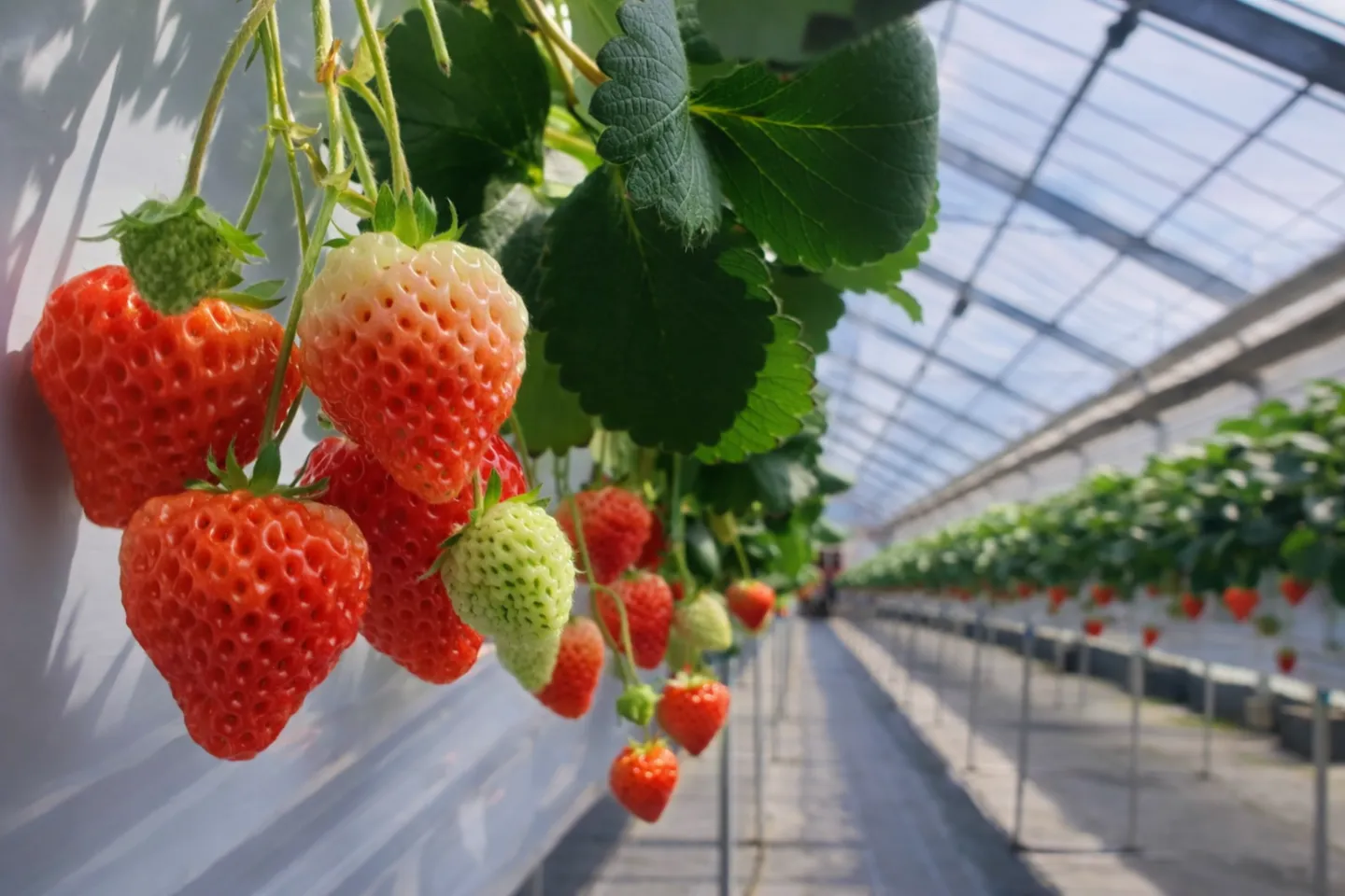 雪国アグリパーク 湯沢いちご村