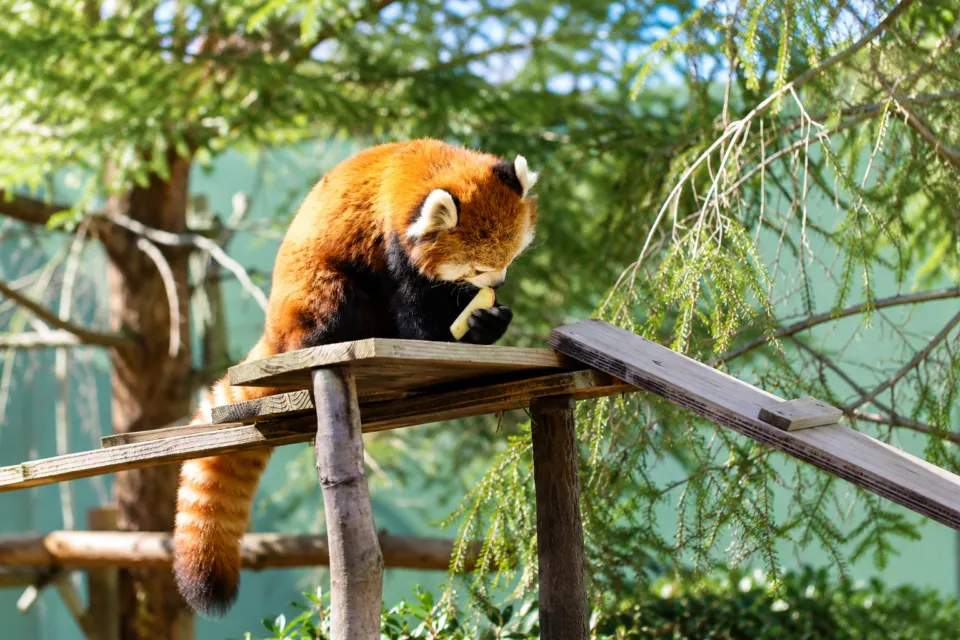 千葉市動物公園