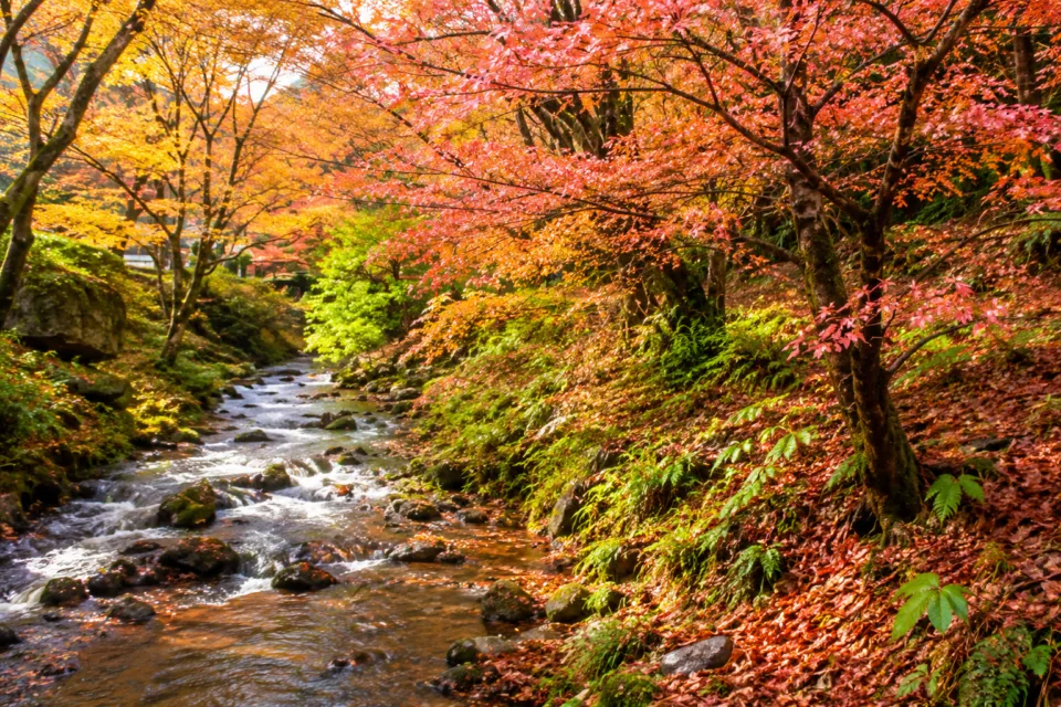 鰐淵寺