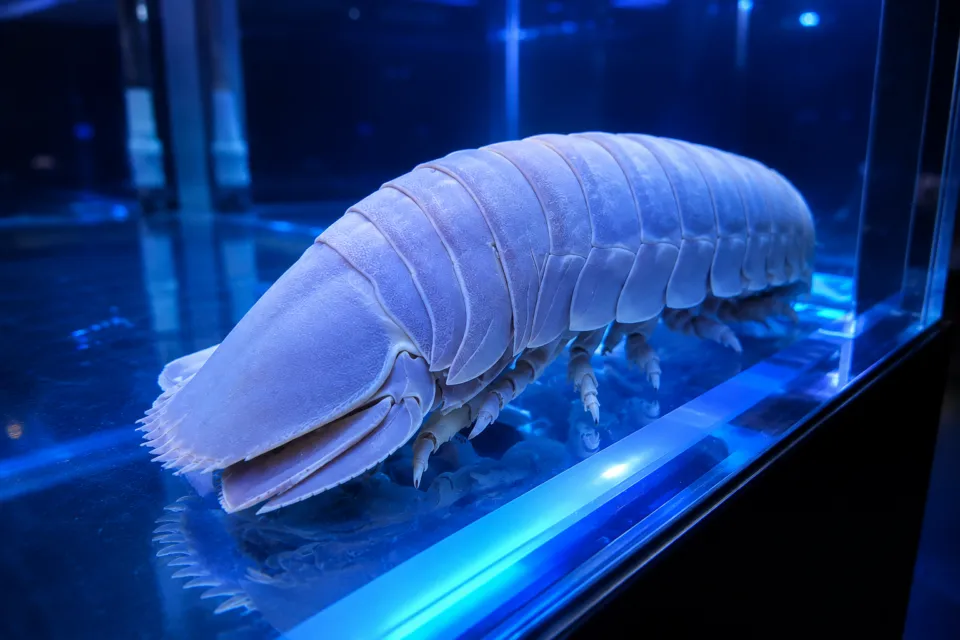 ほたるいかミュージアム