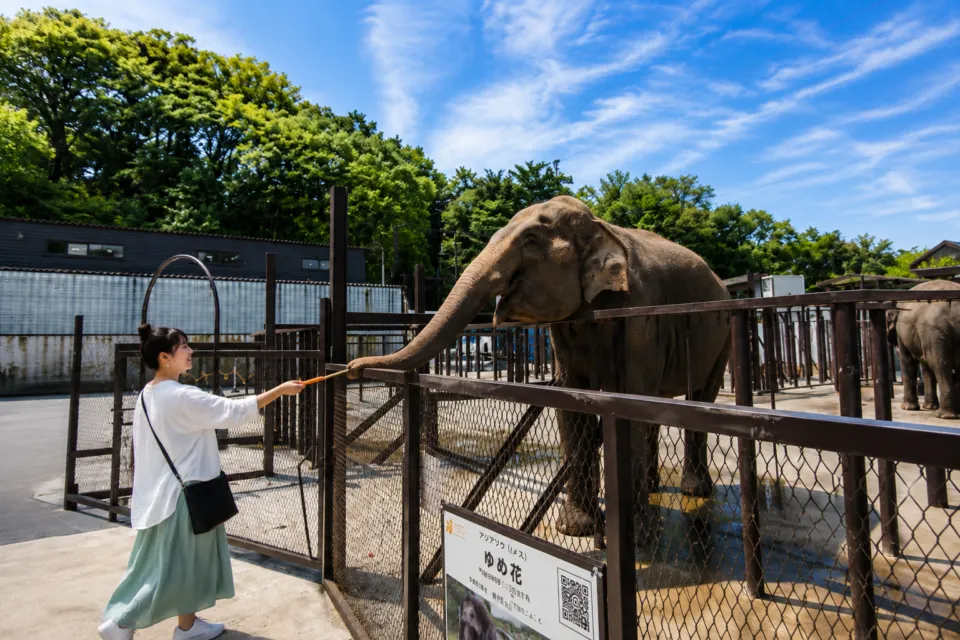 市原ぞうの国・サユリワールド～ANIMAL WONDER REZOURT～