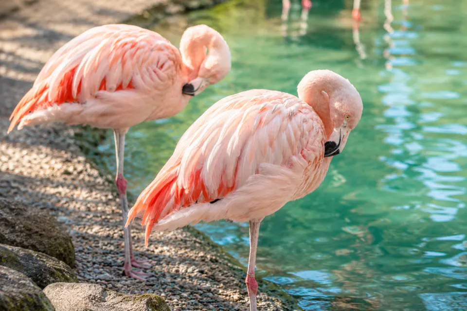 池田動物園