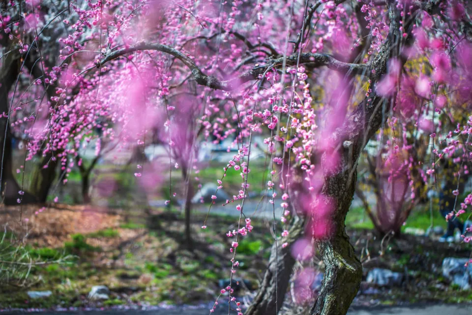 いなべ市農業公園