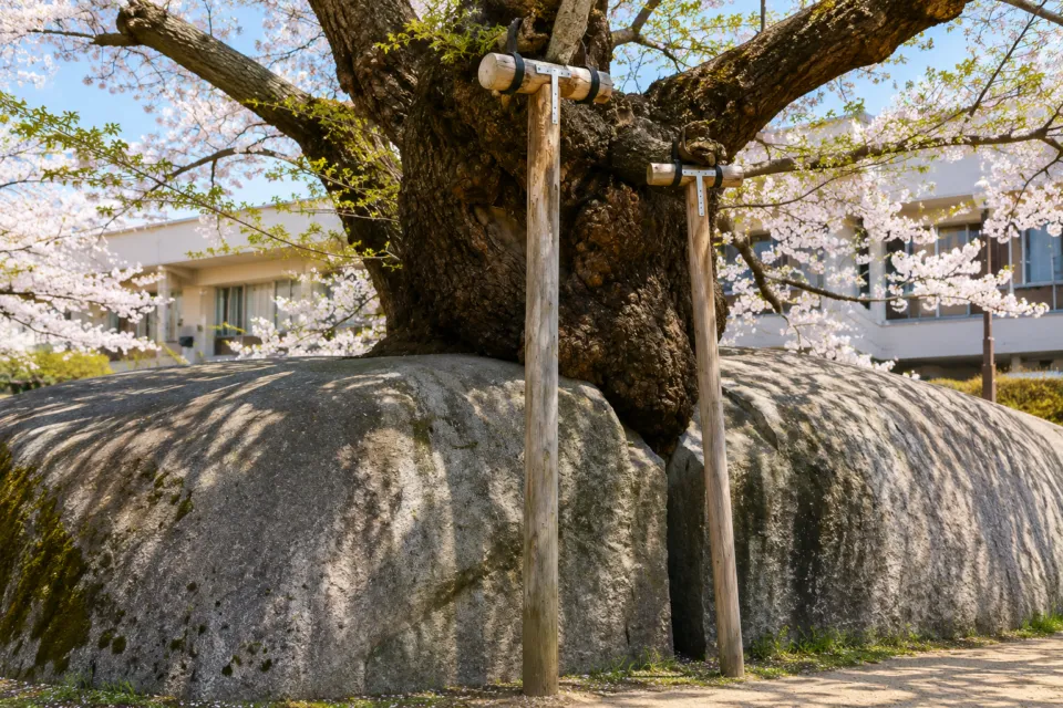 石割桜