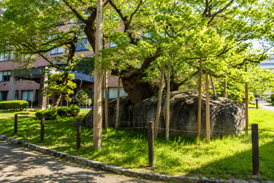 石割桜