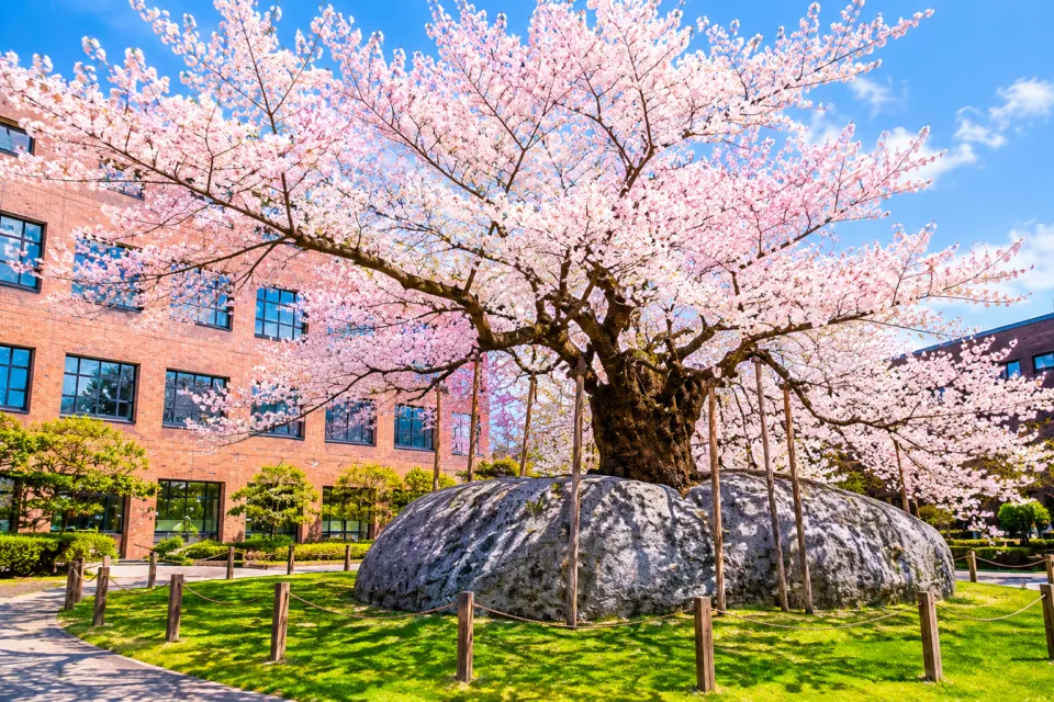 石割桜