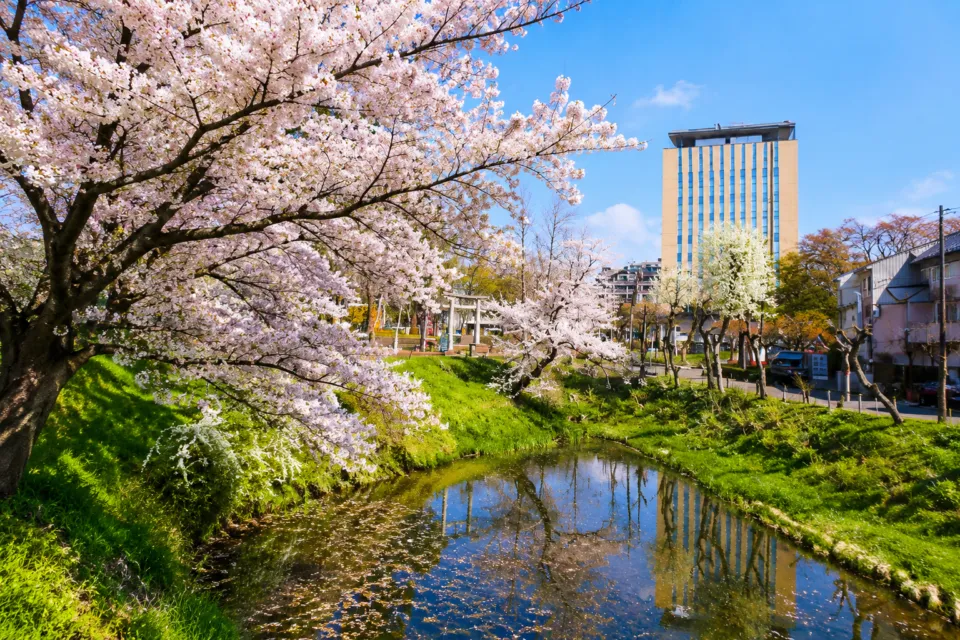 石割桜