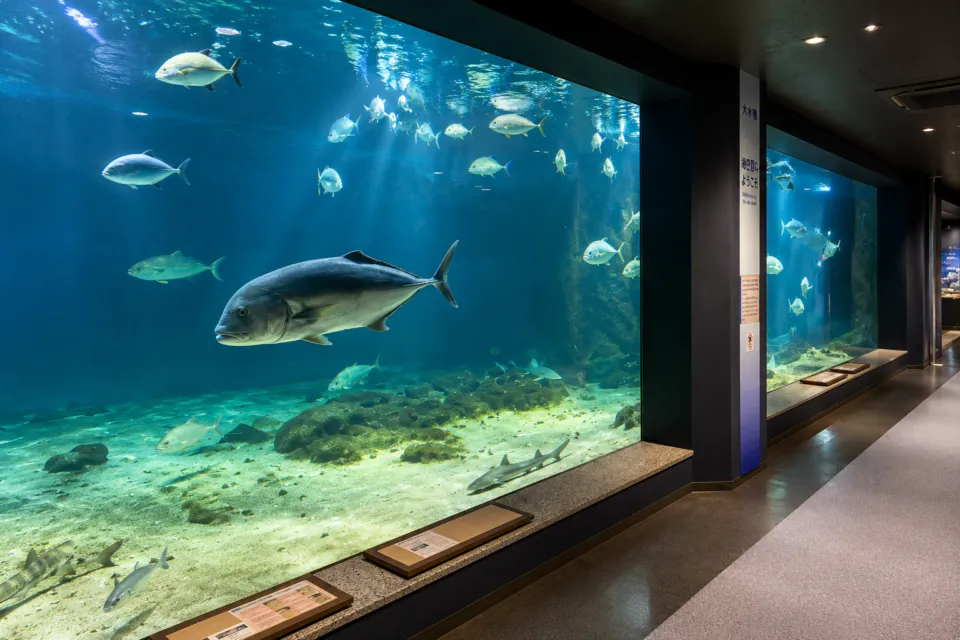京都大学白浜水族館