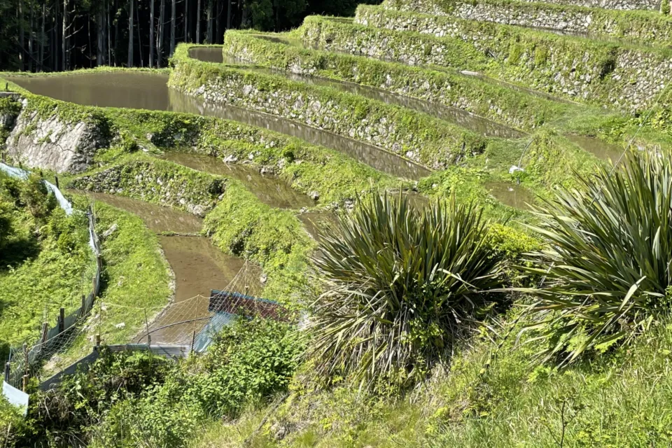 丸山千枚田
