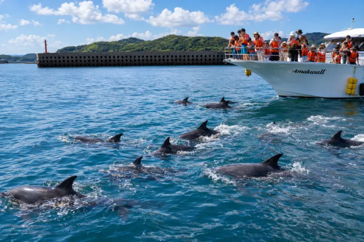 南島原イルカウォッチング