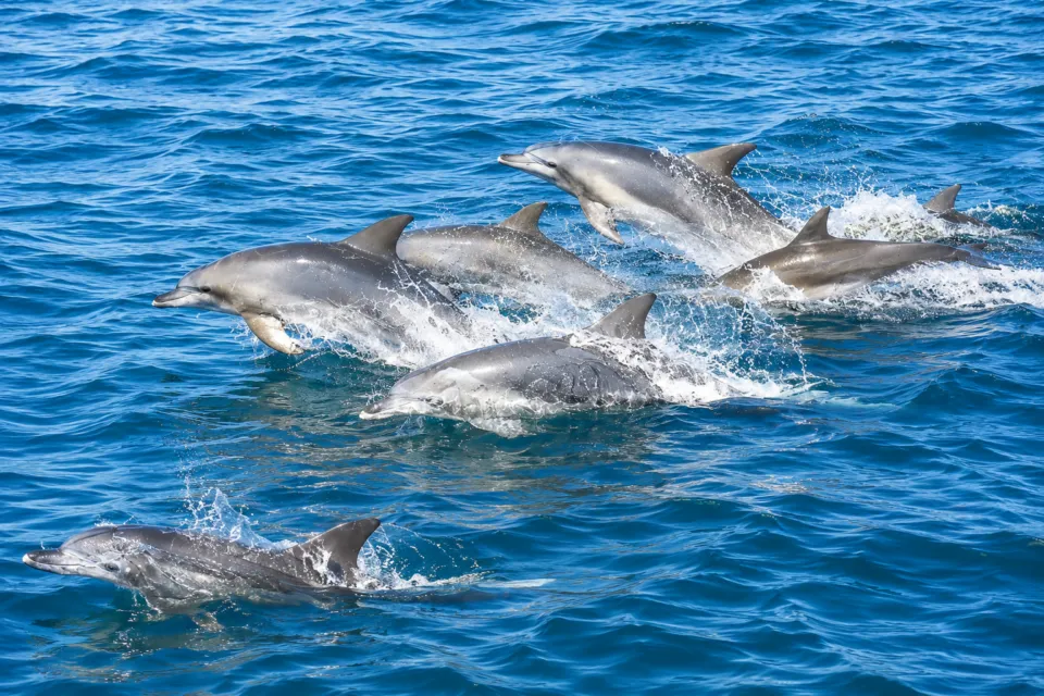 南島原イルカウォッチング