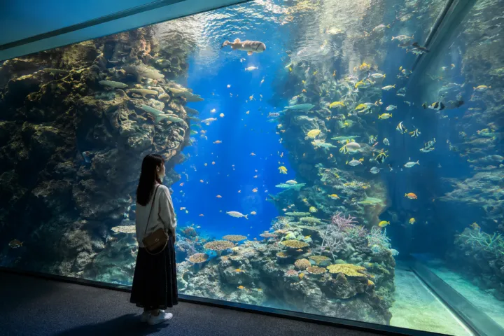 島根県立しまね海洋館 アクアス
