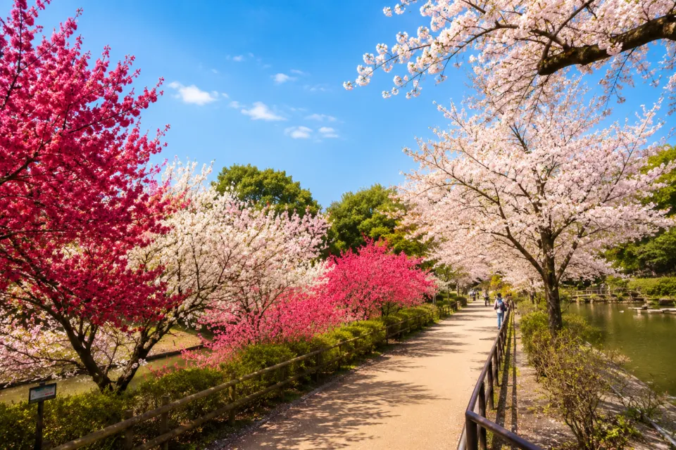 清水公園
