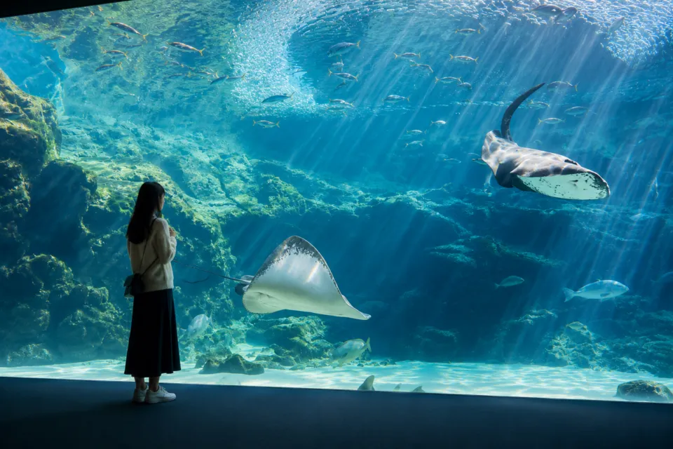 九十九島水族館海きらら
