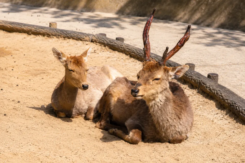 和歌山城公園動物園