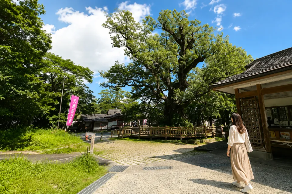蒲生の大クス