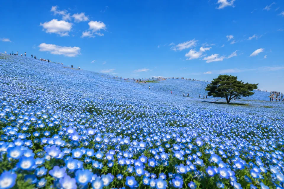 国営ひたち海浜公園