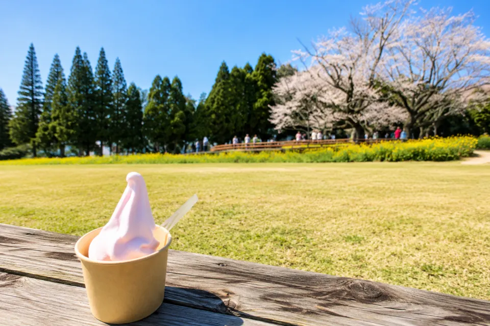 一心行の大桜