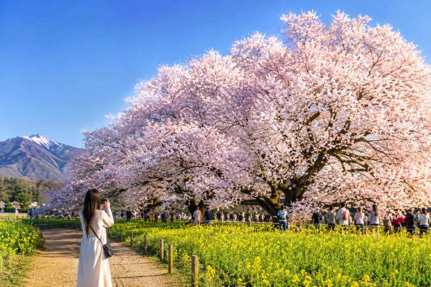 一心行の大桜