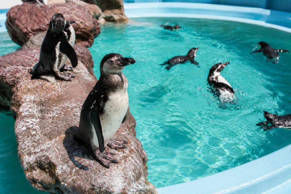 桂浜水族館