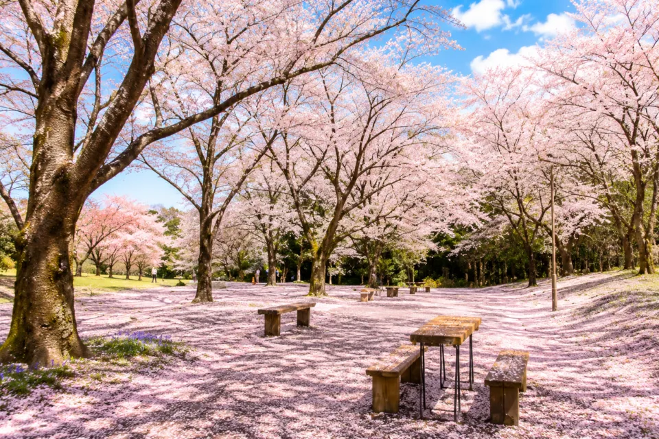 とっとり花回廊