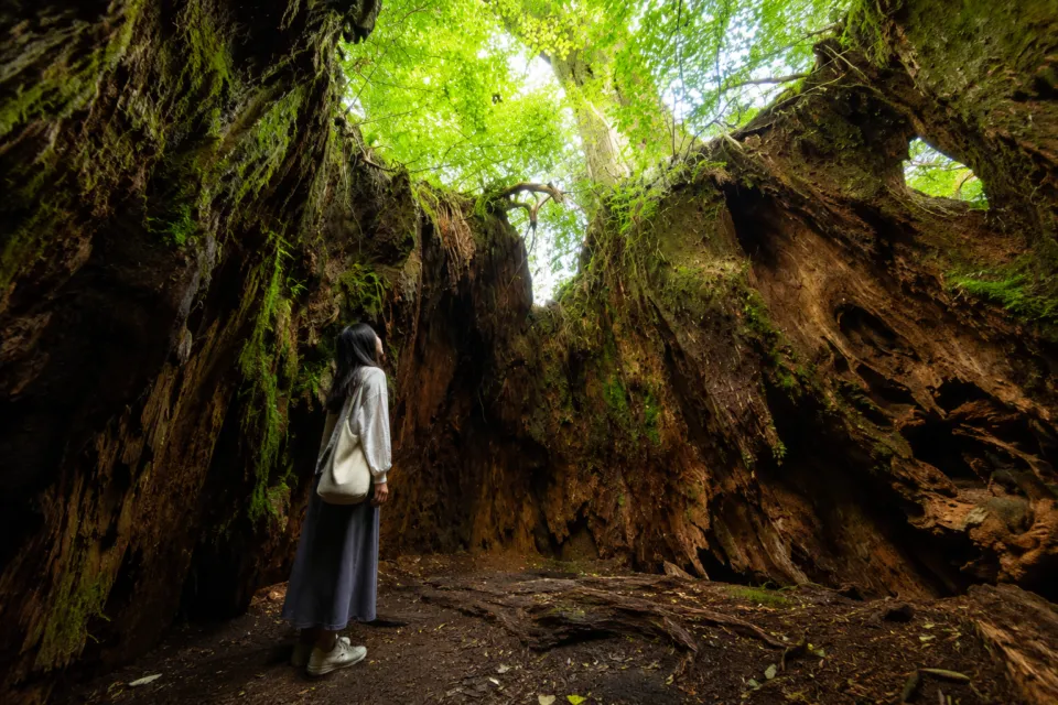 屋久島